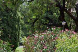 carrick hill 2014 (83)